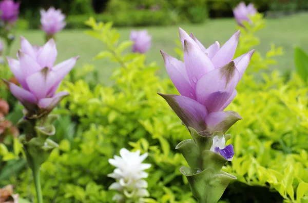 Крупним планом Сіамський тюльпан або літній тюльпан — стокове фото