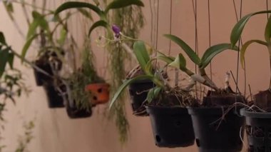 orkide çiçekleri tencerelerde astı