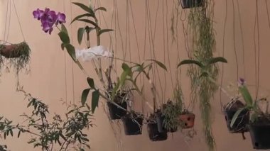 orkide çiçekleri tencerelerde astı