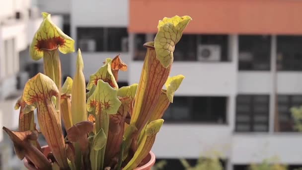 Carnivorous pitcher plant in pot — Stock Video