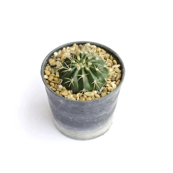 Cactus in a pot — Stock Photo, Image