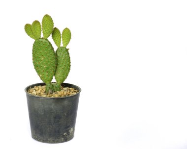 Tavşan kulakları kaktüs (Opuntia microdasys)