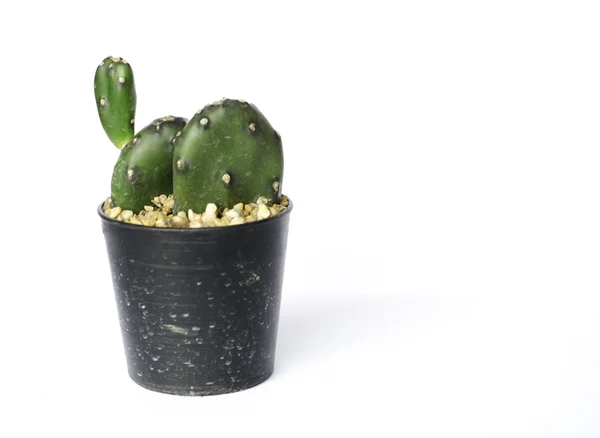 Pêra espinhosa Cacto Uma planta em vaso — Fotografia de Stock