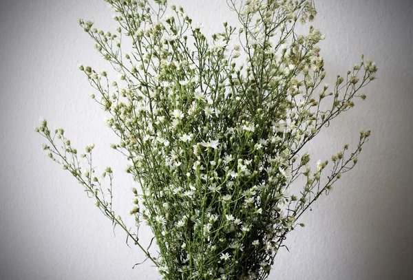 Gedroogde boeket van witte bloemen — Stockfoto