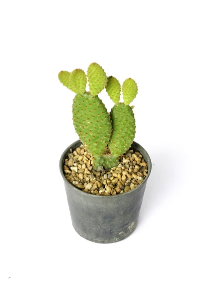 Bunny ears cactus — Stock Photo, Image