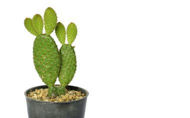 Tavşan kulakları kaktüs (Opuntia microdasys yakın çekim)
