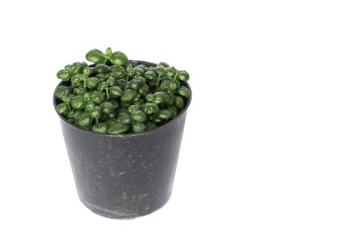 evde bitki tencerede beyaz izole