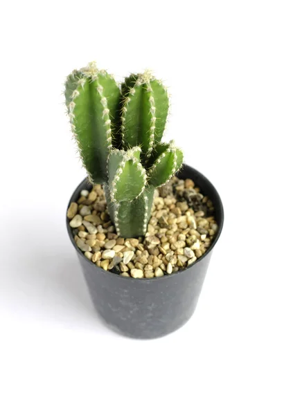 Pequeño cactus en maceta — Foto de Stock