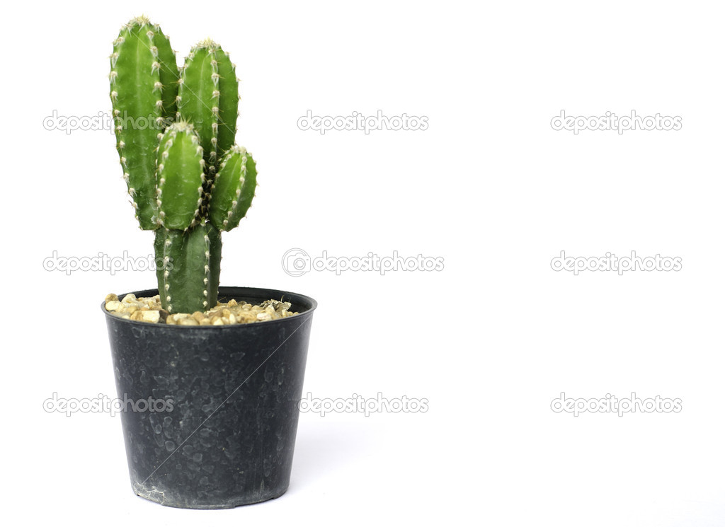 Green residential cactus in pot
