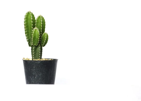 Cactus residenziale verde in vaso isolato su bianco — Foto Stock