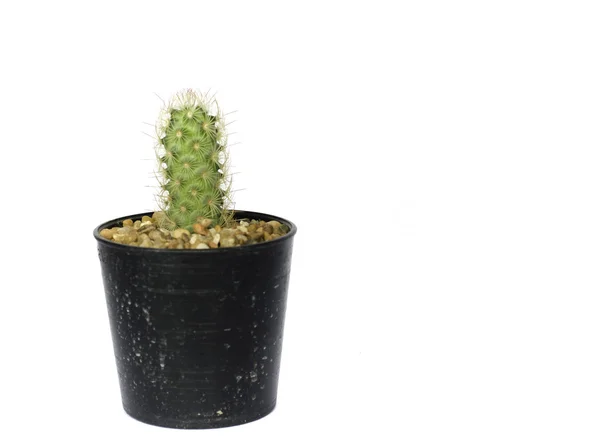 Pequeño cactus en una olla sobre un fondo blanco — Foto de Stock