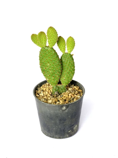 Orejas de conejito de cactus en una olla. sobre blanco — Foto de Stock