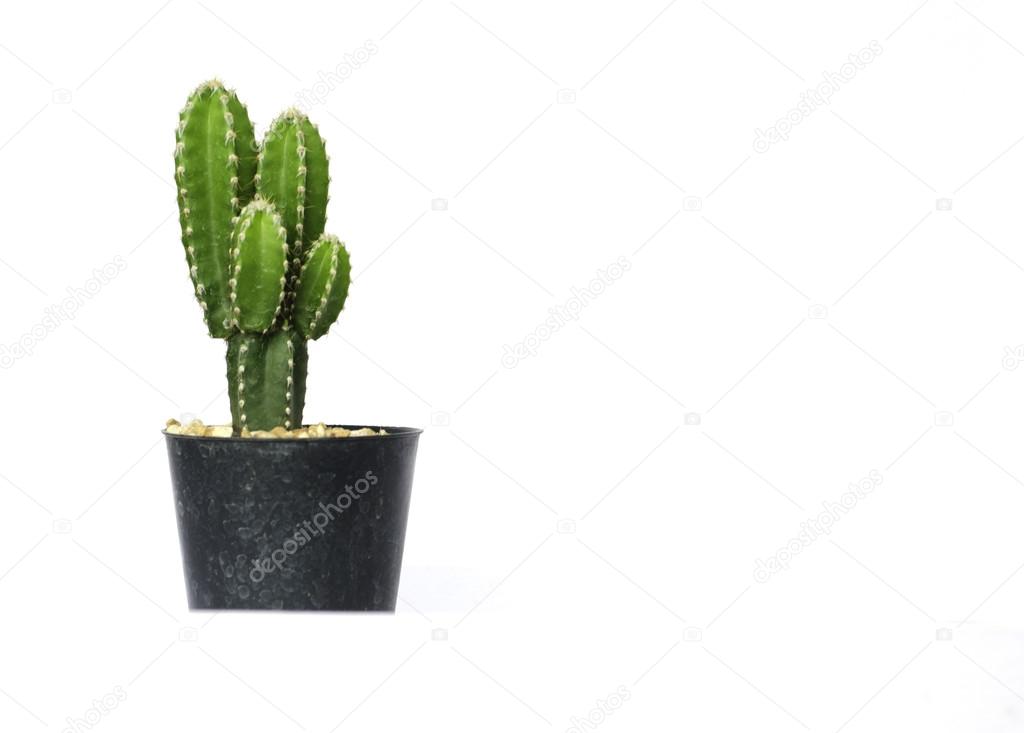 Green residential cactus in pot isolated on white