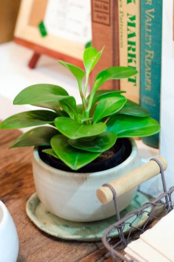 tencerede succulents