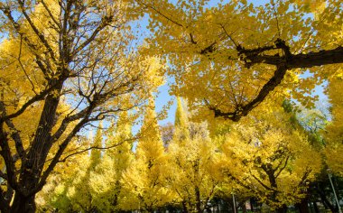 Ginkgo ağaçları Bahçe, tokyo, Japonya