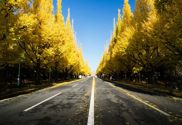 Ginkgo trädet avenue väg ner till den meiji memorial bild galleri, tokyo, japan — Stockfoto