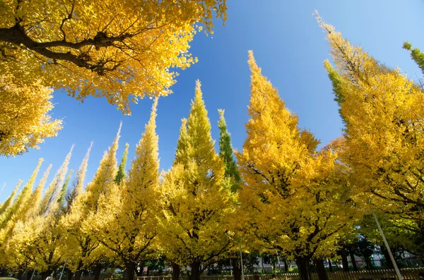 Los árboles de ginkgo contra el cielo azul — Foto de Stock