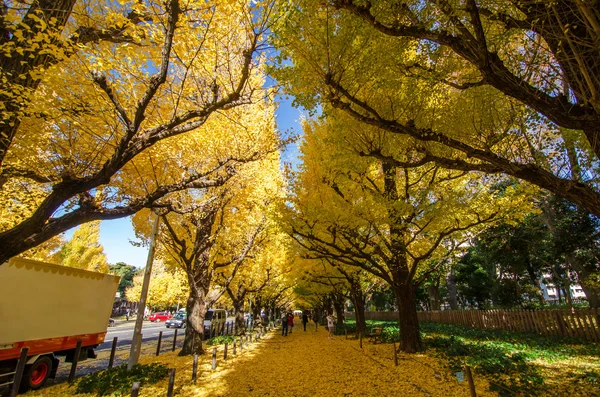 Ginkgo trädet avenue väg ner till den meiji memorial bild galleri, tokyo, japan — Stockfoto