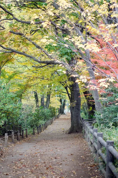 Herbstpfad im Wald zur Musashino Art University — Stockfoto