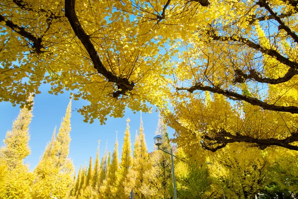 Die gelben Ginkgobäume gegen den blauen Himmel — Stockfoto