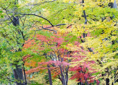 Sonbahar sezonu Japonca akçaağaç yaprağı