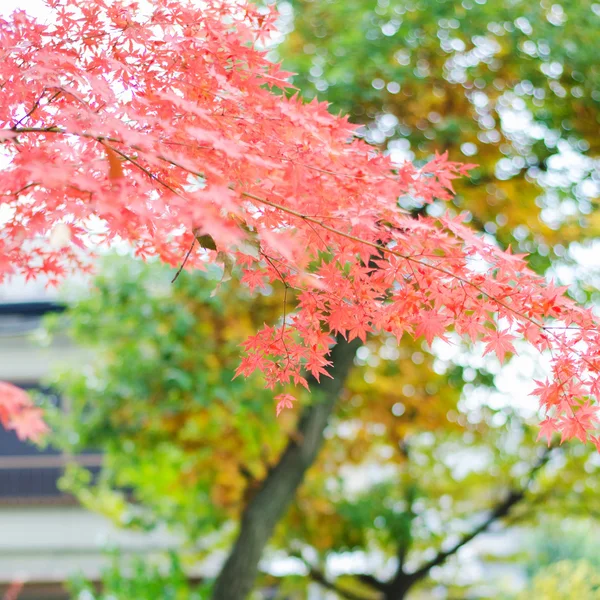 Japanisches Ahornblatt — Stockfoto