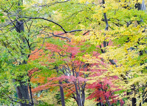 Feuille d'érable japonaise en automne — Photo