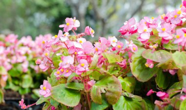 Afrika Lale ağacı (spathodea campanulata)