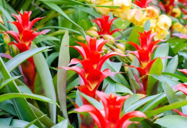 Kırmızı bromeliad rozet şekil çiçek çiçeklenme ilkbahar içinde