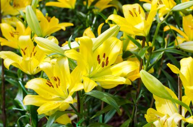 Alandaki sarı lily çiçek