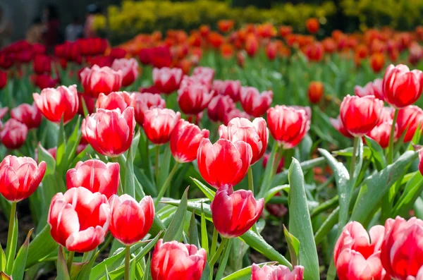 Tulipanes rojos en el parque — Foto de Stock