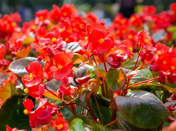 Red african Tulip tree (Spathodea campanulata) — Stock Photo, Image