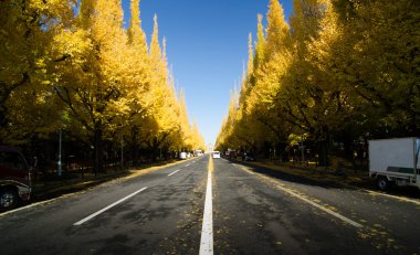 Ginkgo ağacı avenue başlık aşağı meiji memorial resmi ga