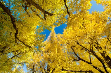 güzel ginkgo ağaçları