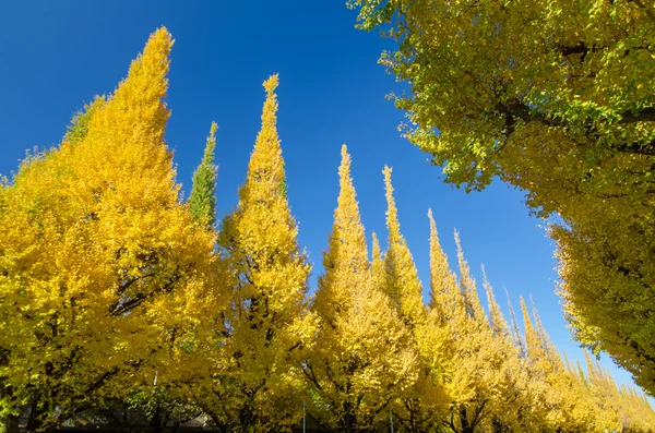 De ginkgo bomen tegen blauwe hemel — Stockfoto