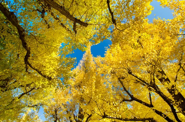 Güzel ginkgo ağaçları — Stok fotoğraf