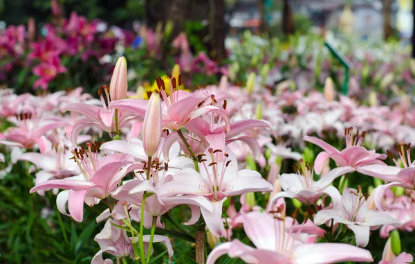 Bloeiende roze lily — Stockfoto