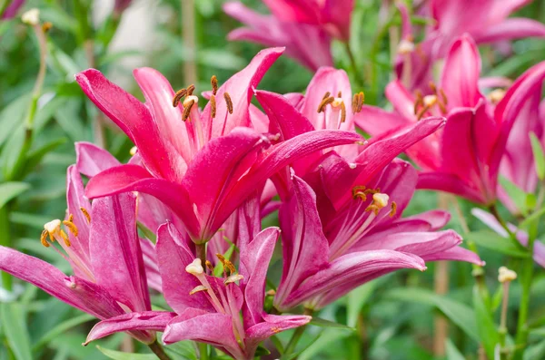 Bloeiende roze lily — Stockfoto