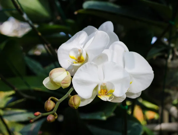 Witte orchidee — Stockfoto