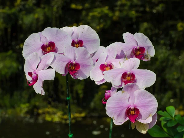 Gyönyörű rózsaszín orchidea — Stock Fotó