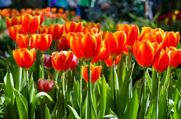 Hermosos tulipanes naranjas en el parque — Foto de Stock