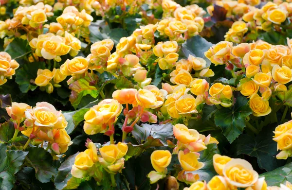Yellow big begonias — Stock Photo, Image
