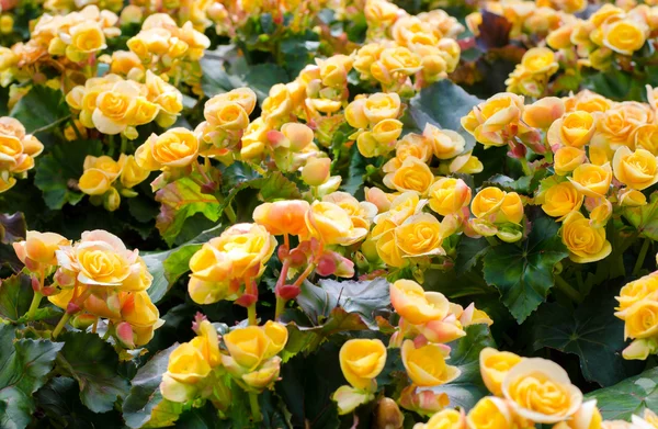 Gele grote begonias — Stockfoto