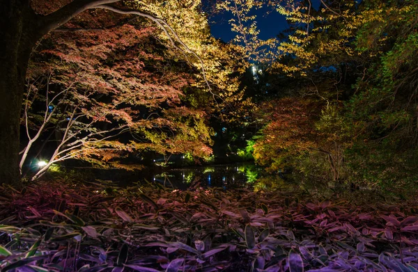Seasonal illuminations at Rikugien Garden — Stock Photo, Image
