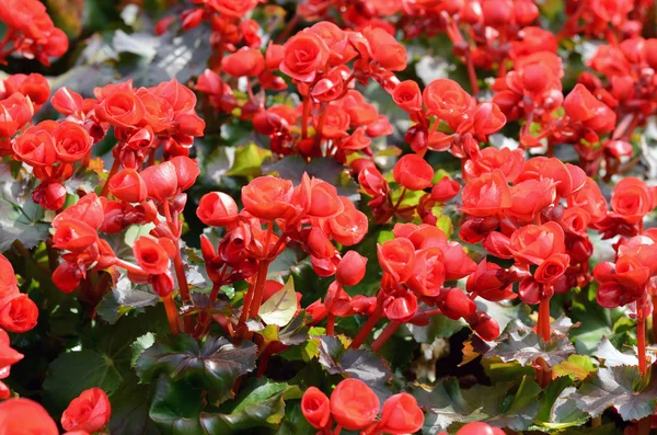 Fondo de flores begonias grandes — Foto de Stock