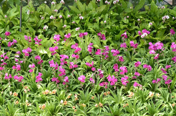 Orchidea trópusi kertben — Stock Fotó