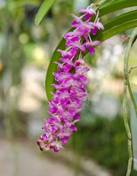 Bella orchidea rosa — Foto Stock