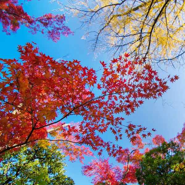 Bunte Ahornblatt Hintergrund im Herbst — Stockfoto