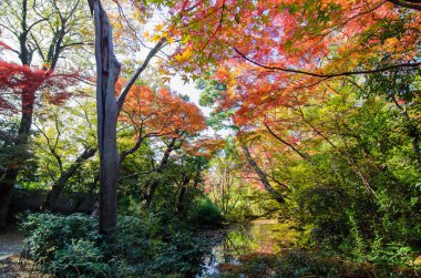 Sonbaharda Japon bahçesi