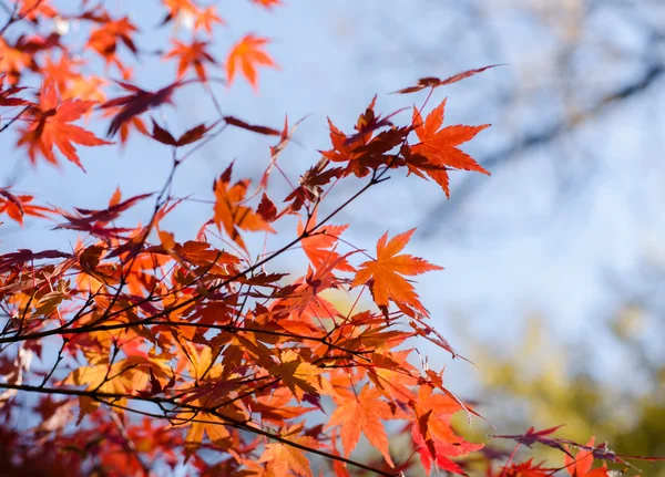 Farbiges japanisches Ahornblatt — Stockfoto